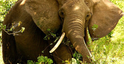 elephant in queen Elizabeth