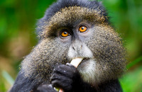 golden monkey in rwanda