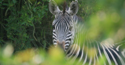 lake mburo national park