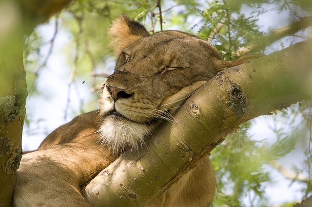 Queen Elizabeth National Park tree climbing lion