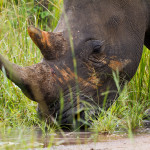 Ziwa Rhino Sanctuary