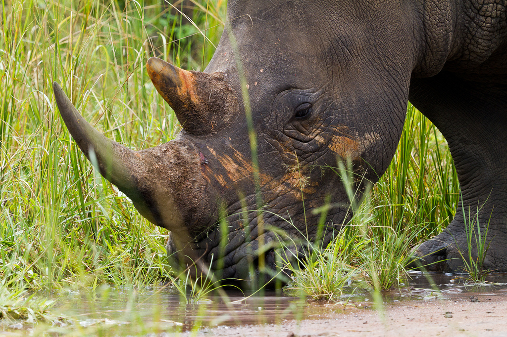 Ziwa Rhino Sanctuary