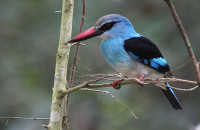 Birding in Uganda (5)