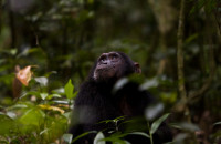 Chimpanzee tracking in Kibale (5)