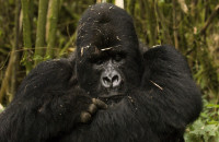 gorilla in Bwindi