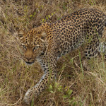 Game drive and Game Viewing in Uganda (8)