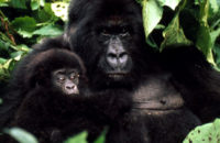 Uganda Gorilla Safari tours