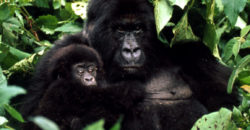Uganda Gorilla Safari tours
