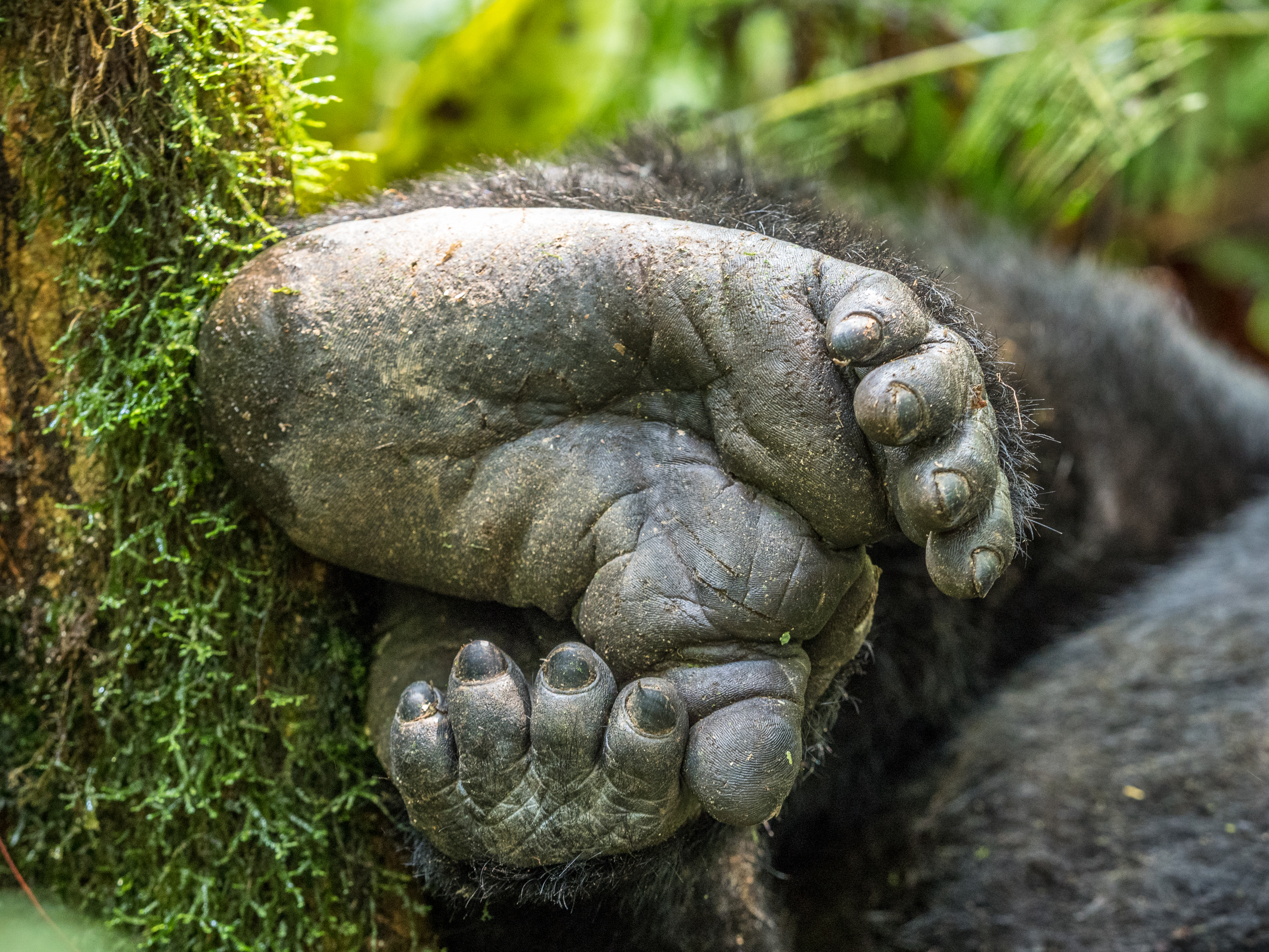 Muntain Gorilla feet