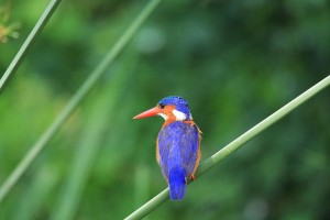 Birding in Uganda (1) 