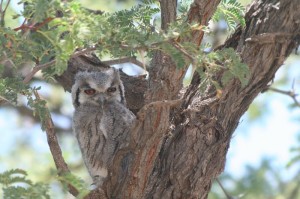Birding in Uganda (2) 