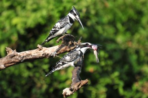 Birding in Uganda (3) 