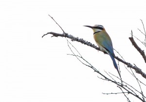 Birding in Uganda (4) 