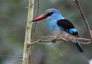 Birding in Uganda (5) 
