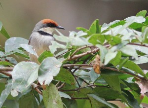 Birding in Uganda (6) 