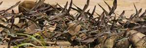 Birding in Uganda (7) 
