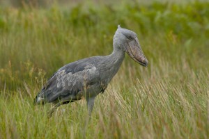 Birding in Uganda (8) 