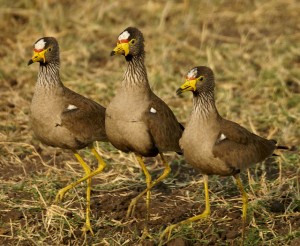 Birding in Uganda (9) 