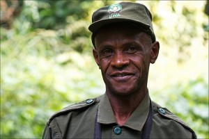 Chimpanzee tracking in Kibale (1) 