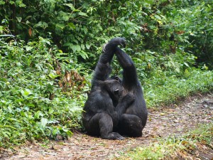 Chimpanzee tracking in Kibale (2) 