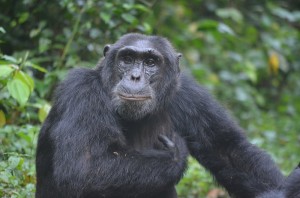 Chimpanzee tracking in Kibale (3) 