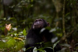 Chimpanzee tracking in Kibale (5) 