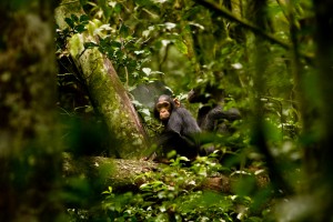 Chimpanzee tracking in Kibale (6) 