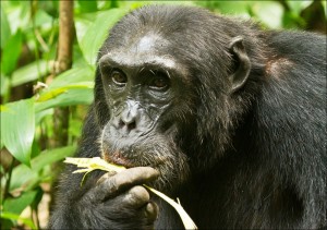 Chimpanzee tracking in Kibale (7) 