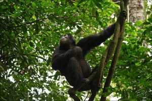 Chimpanzee tracking in Kibale (8) 