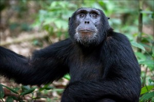 Chimpanzee tracking in Kibale (9) 