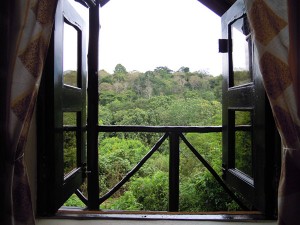 Chimps Nest Cottage (3) 