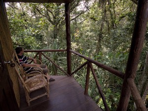 Chimps Nest Cottage (9) 