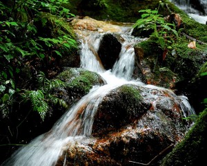 Forest walk in Bwindi National Park (1) 