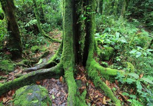 Forest walk in Bwindi National Park (2) 