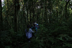 Forest walk in Bwindi National Park (3) 