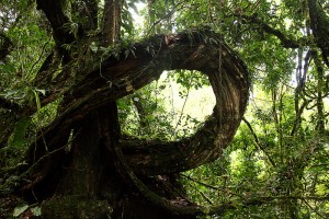 Forest walk in Bwindi National Park (5) 