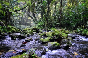 Forest walk in Bwindi National Park (6) 