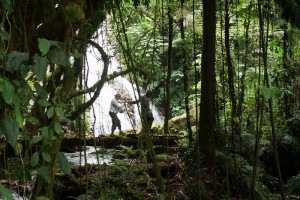 Forest walk in Bwindi National Park (7) 