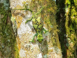 Forest walk in Bwindi National Park (8) 