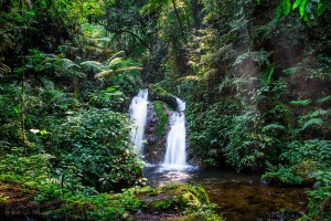 Forest walk in Bwindi National Park (9) 