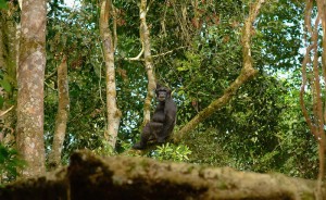 Forest walk in Kibale National Park (1) 
