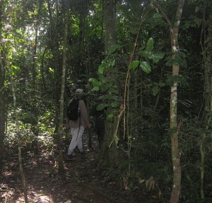 Forest walk in Kibale National Park (2) 