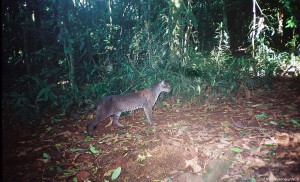 Forest walk in Kibale National Park (4) 