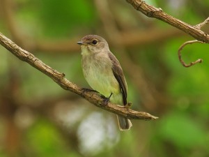 Forest walk in Kibale National Park (5) 