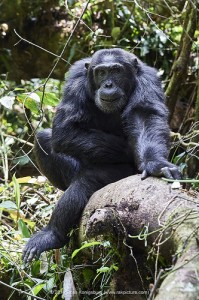 Forest walk in Kibale National Park (7) 