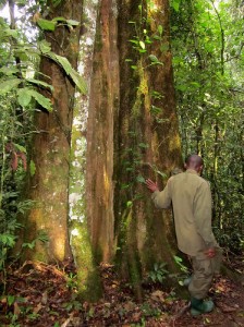 Forest walk in Kibale National Park (8) 