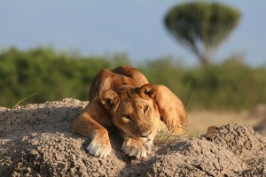 Game drive and Game Viewing in Uganda (1) 
