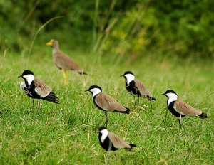 Game drive and Game Viewing in Uganda (2) 