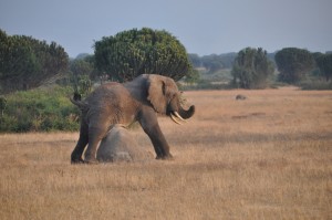 Game drive and Game Viewing in Uganda (3) 