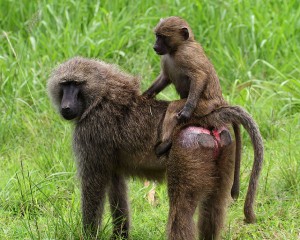 Game drive and Game Viewing in Uganda (4) 